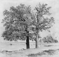 Oaklets near Sestroretsk