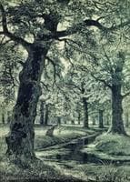 An Oak Forest