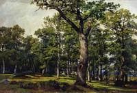 An Oak Forest