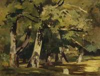 Oaks in the Sunlight