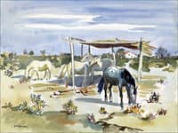 Horses in Camargue