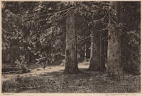 Fir Trees