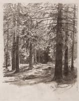 Fir Trees in the Sunlight