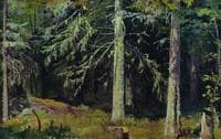 Fir Forest