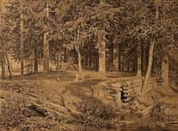 Fir Forest