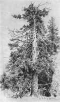 A Fir Tree