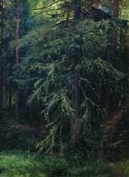 A Fir Tree