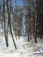 Forest in Winter