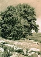 Trees in Crimea