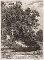 Forest on a Steep Bank