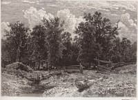 Forest Edge