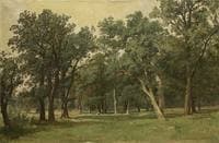 Forest Glade