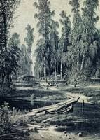 Forest Stream