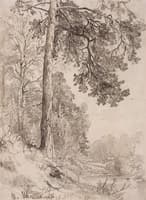 Forest Stream, Siverskaya