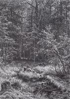 Swamp in the Woods