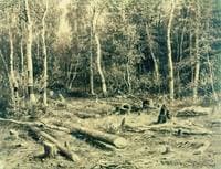 Wooded Landscape