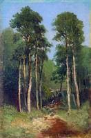 Forest Stream