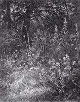 Wild Flowers