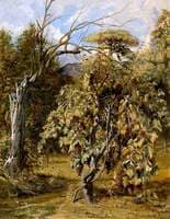 A Vineyard, Gensano, Rome