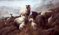 Sheep and Lambs