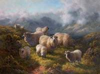 Highland Sheep