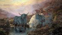 Highland Cattle