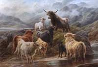 Highland Cattle