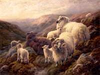 Highland Sheep