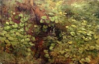 Forest Floor