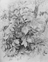 Undergrowth