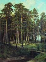 Bridge in the Forest