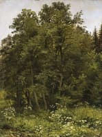 The Forest Edge