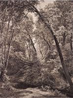 Forest Stream
