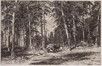 The Edge of a Pine Forest