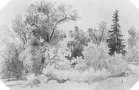 Forest Edge