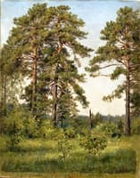The Edge of a Pine Forest