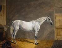 'Time Keeper', the Charger of W. H. Kennedy-Erskine, 17th Lancers