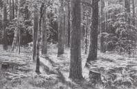 Ferns in a Forest