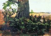 Ferns