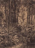 Ferns in the Forest