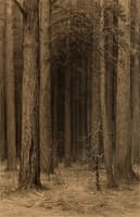 Web in the Forest