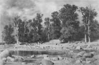 Oak Grove in Sestroretsk
