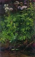 Wild Flowers