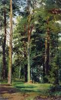 The Forest Glade