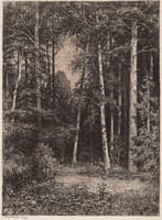 The Forest Glade
