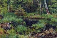 Forest Stream