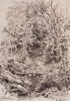 Forest Stream
