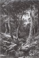 Forest Stream