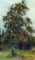 Rowan Tree