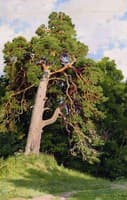 Pine Tree